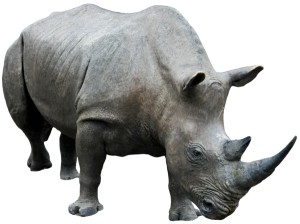 Rhino PNG-24790